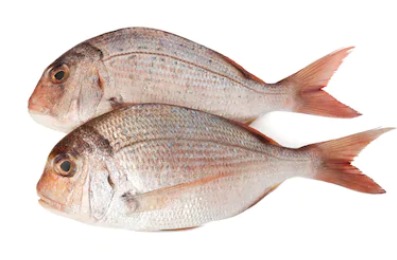 DORADE ( sika sika)
