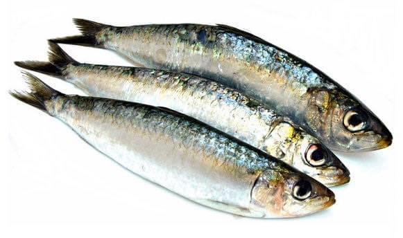 SARDINELLE (Manvi)
