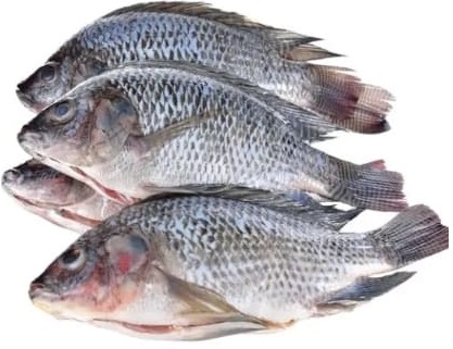 TILAPIA (Akpavi)
