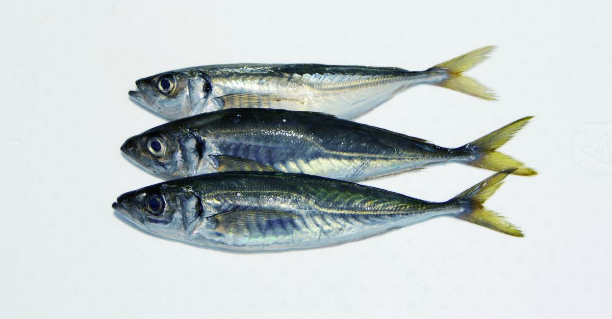 CHINCHARD 16+ (Akpala petit)